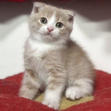 スコティッシュフォールド(折れ耳)【神奈川県・男の子・2025年10月20日・クリームタビー&ホワイト】の写真「綺麗なクリーム色が上品さUP‼️」