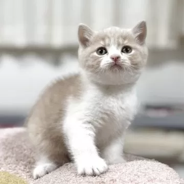 キャッツインザシティ(1) ブリティッシュショートヘア猫　100g銀バー　箱付き キャッツインザシティ(1) ブリティッシュショートヘア猫 100g銀