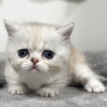 ミヌエット(短足)【神奈川県・女の子・2025年11月5日・ダイリュートキャリコ】の写真「貴重な短足ミヌエットの女の子💕」