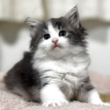 ノルウェージャンフォレストキャット【神奈川県・女の子・2025年10月3日・ブルータビー&ホワイト】の写真「上品さマシマシのブルーカラーの可愛い女の子💕」