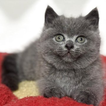 ブリティッシュショートヘア【神奈川県・男の子・2025年10月16日・ブルー】の写真「【特選🎖️】体格も良く濃いブルーが◎」