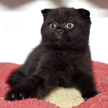 スコティッシュフォールド(折れ耳)【神奈川県・男の子・2025年9月19日・ブラックスモークタビー】の写真「【happy price💕】折れ耳の黒猫ちゃん♪」