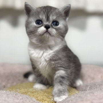 ミヌエット(長足)【神奈川県・女の子・2025年11月5日・シルバータビー&ホワイト】の写真「お顔のパーツが全部まん丸で可愛い過ぎます💦」