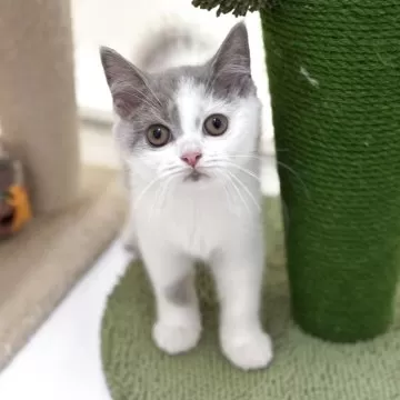 残1。猫の親子 イギリス製 A kitten was surprised when the room suddenly became
