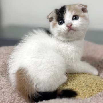 スコティッシュフォールド(折れ耳)【神奈川県・女の子・2025年11月4日・キャリコ】の写真「母猫そっくりな柄の三毛猫ちゃん💕」