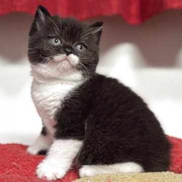 スコティッシュフォールド(立ち耳)【神奈川県・女の子・2025年9月19日・ブラックスモークタビー&ホワイト】の写真「【happy price💕】どハマりする可愛さです」