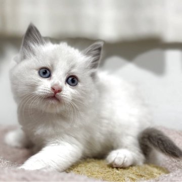 ラグドール【神奈川県・女の子・2025年10月13日・ブルーポイントバイカラー】の写真「文句なしの可愛さです💕」