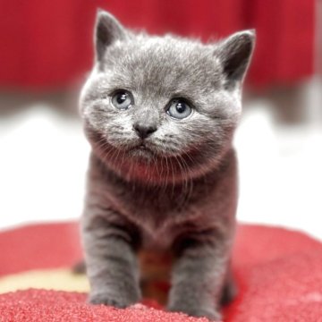 ブリティッシュショートヘア【神奈川県・女の子・2025年7月30日・ブルー】の写真「どうみても可愛い文句なしのブリティッシュの女の子💕」