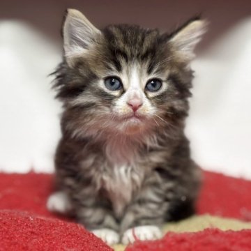 ノルウェージャンフォレストキャット【神奈川県・男の子・2025年10月23日・ブラウンタビー&ホワイト】の写真「ワイルドなイケてるニャンコです👍」