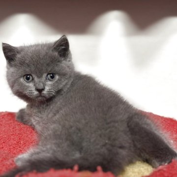 ブリティッシュショートヘア【神奈川県・男の子・2025年10月16日・ブルー】の写真「【特選🎖️】体格も良く濃いブルーが◎」