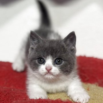 ブリティッシュショートヘア【神奈川県・男の子・2025年11月23日・ブルー&ホワイト】の写真「大人気露伴パパの血統です♪可愛いさ抜群です‼️」