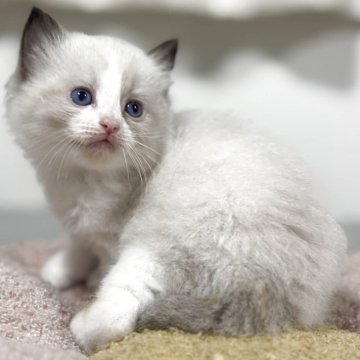 ラグドール【神奈川県・男の子・2025年10月13日・シールポイントバイカラー】の写真「【Black Friday💰】ハンパ無いお得感♪」