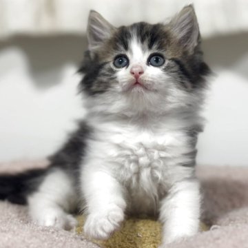 ノルウェージャンフォレストキャット【神奈川県・女の子・2025年10月23日・ブラウンタビー&ホワイト】の写真「ハチワレ柄で優しいお顔立ちですね💕」