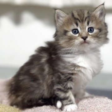 ノルウェージャンフォレストキャット【神奈川県・女の子・2025年11月7日・ブラウンタビー&ホワイト】の写真「毛量もタップリで尾先のポイントが可愛いさUP‼️」