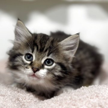 ノルウェージャンフォレストキャット【神奈川県・女の子・2025年10月23日・ブラウンタビー&ホワイト】の写真「ノルジャンらしいお顔の女の子💕」