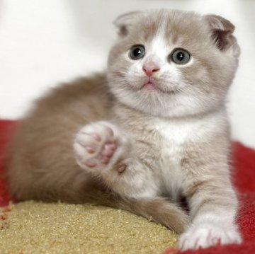 スコティッシュフォールド(折れ耳)【神奈川県・男の子・2025年10月20日・クリームタビー&ホワイト】の写真「綺麗なクリーム色が上品さUP‼️」