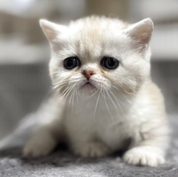 ミヌエット(短足)【神奈川県・女の子・2025年11月5日・ダイリュートキャリコ】の写真「貴重な短足ミヌエットの女の子💕」