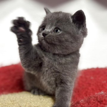 ブリティッシュショートヘア【神奈川県・女の子・2025年11月27日・ブルー】の写真「大人気露伴パパの血統です♪可愛いさ抜群です‼️」