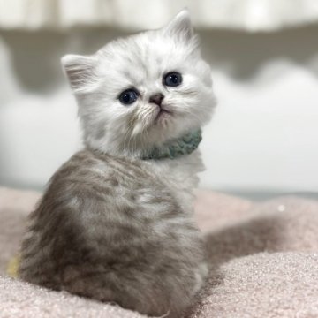 ペルシャ【神奈川県・男の子・2025年10月8日・チンチラシルバー】の写真「【Black Friday💰】ピンクのお鼻くん♪」