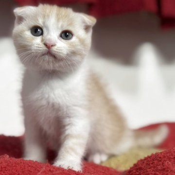 スコティッシュフォールド(折れ耳)【神奈川県・男の子・2025年9月20日・クリームタビー&ホワイト】の写真「【happy price💕】小さいお耳が可愛らしい」