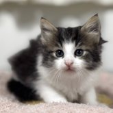 ノルウェージャンフォレストキャット