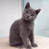 ブリティッシュショートヘア