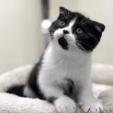 スコティッシュフォールド(折れ耳)