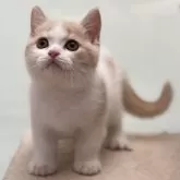 ブリティッシュショートヘア