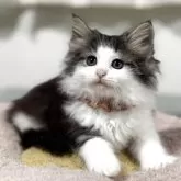 ノルウェージャンフォレストキャット