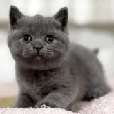 ブリティッシュショートヘア