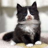 ノルウェージャンフォレストキャット