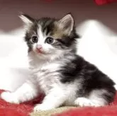 ノルウェージャンフォレストキャット