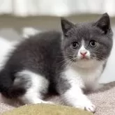 ブリティッシュショートヘア