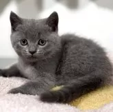 ブリティッシュショートヘア
