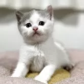ブリティッシュショートヘア