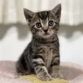アメリカンショートヘア