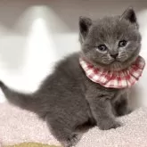 ブリティッシュショートヘア