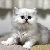 ペルシャ