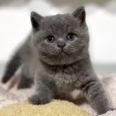 ブリティッシュショートヘア