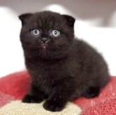 スコティッシュフォールド(折れ耳)