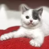 ブリティッシュショートヘア