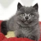 ブリティッシュショートヘア