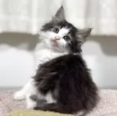 ノルウェージャンフォレストキャット