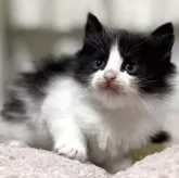 ノルウェージャンフォレストキャット