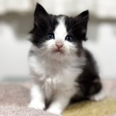 ノルウェージャンフォレストキャット