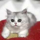 ミヌエット(長足)