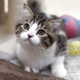 スコティッシュフォールド(立ち耳)