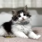 ノルウェージャンフォレストキャット