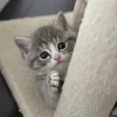 マンチカン(長足)【神奈川県・男の子・2024年11月17日・ブルータビー&ホワイト】の写真1