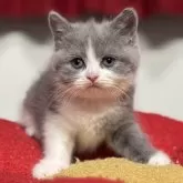 ブリティッシュショートヘア